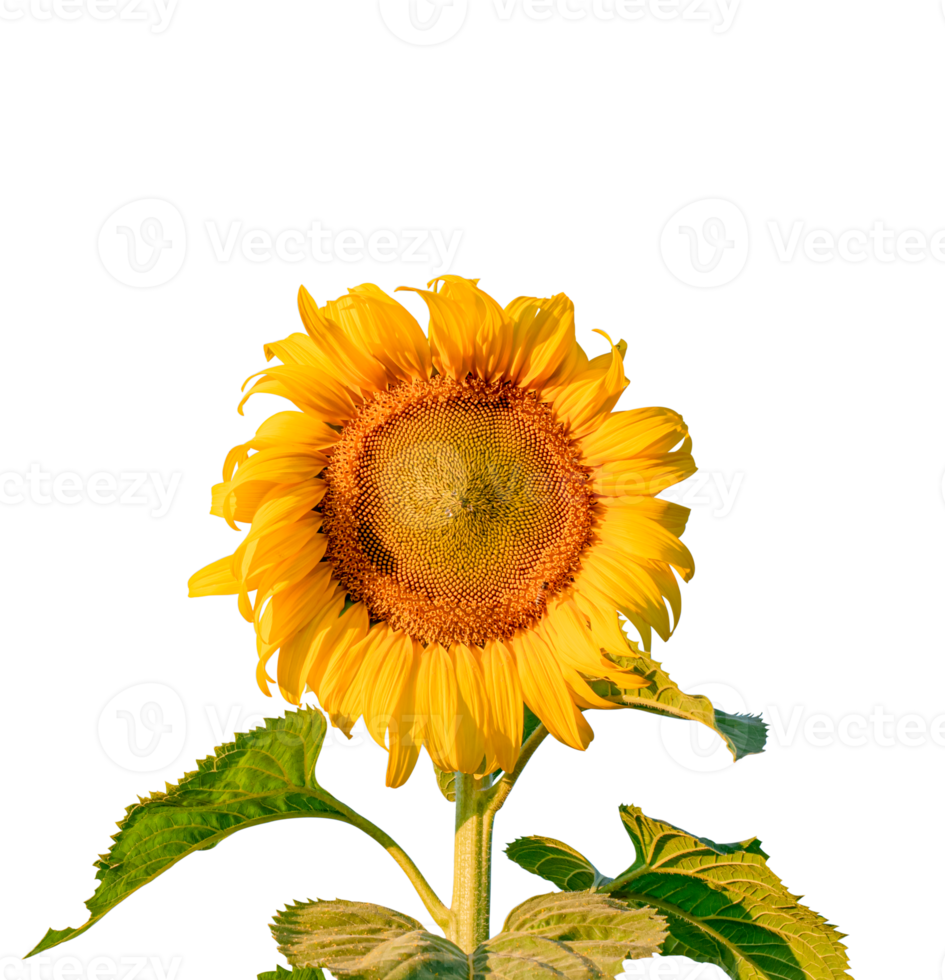 Sunflower with leaf isolated. dicut from real photos png