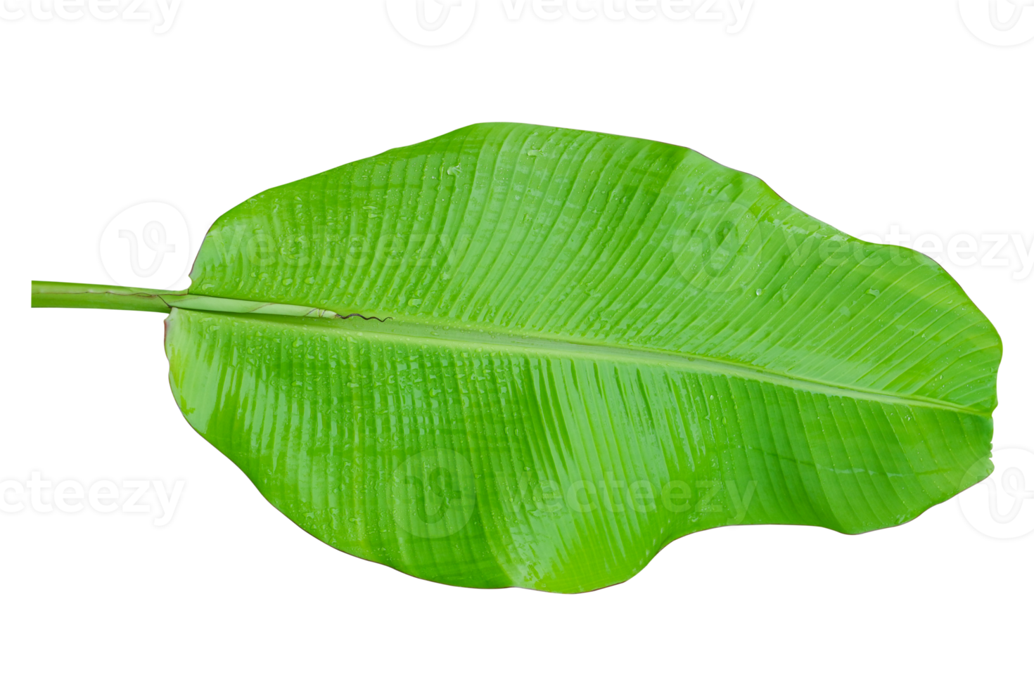 Green banana leaf isolated on white background. png