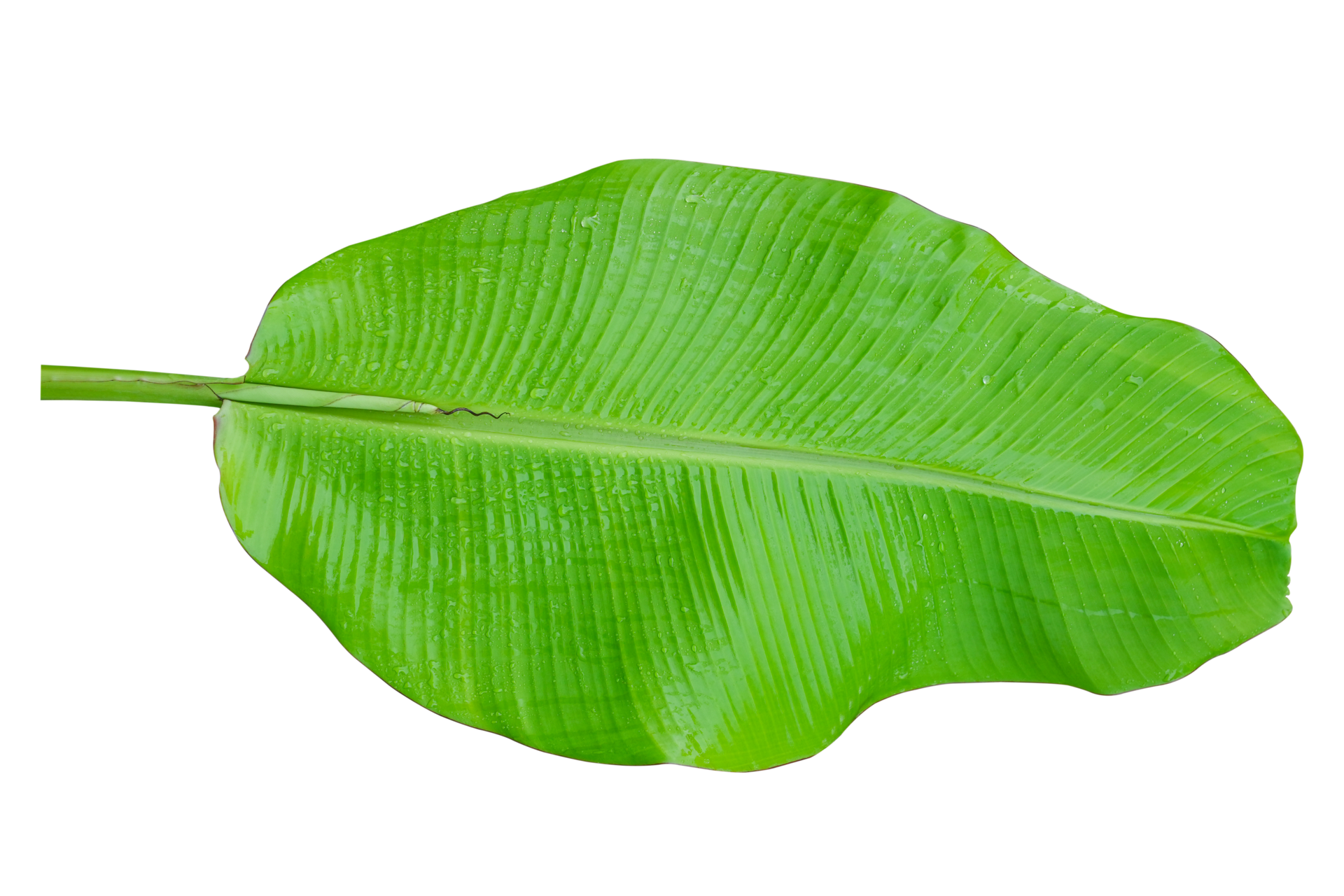 Free Green banana leaf isolated on white background. 10870019 PNG with  Transparent Background