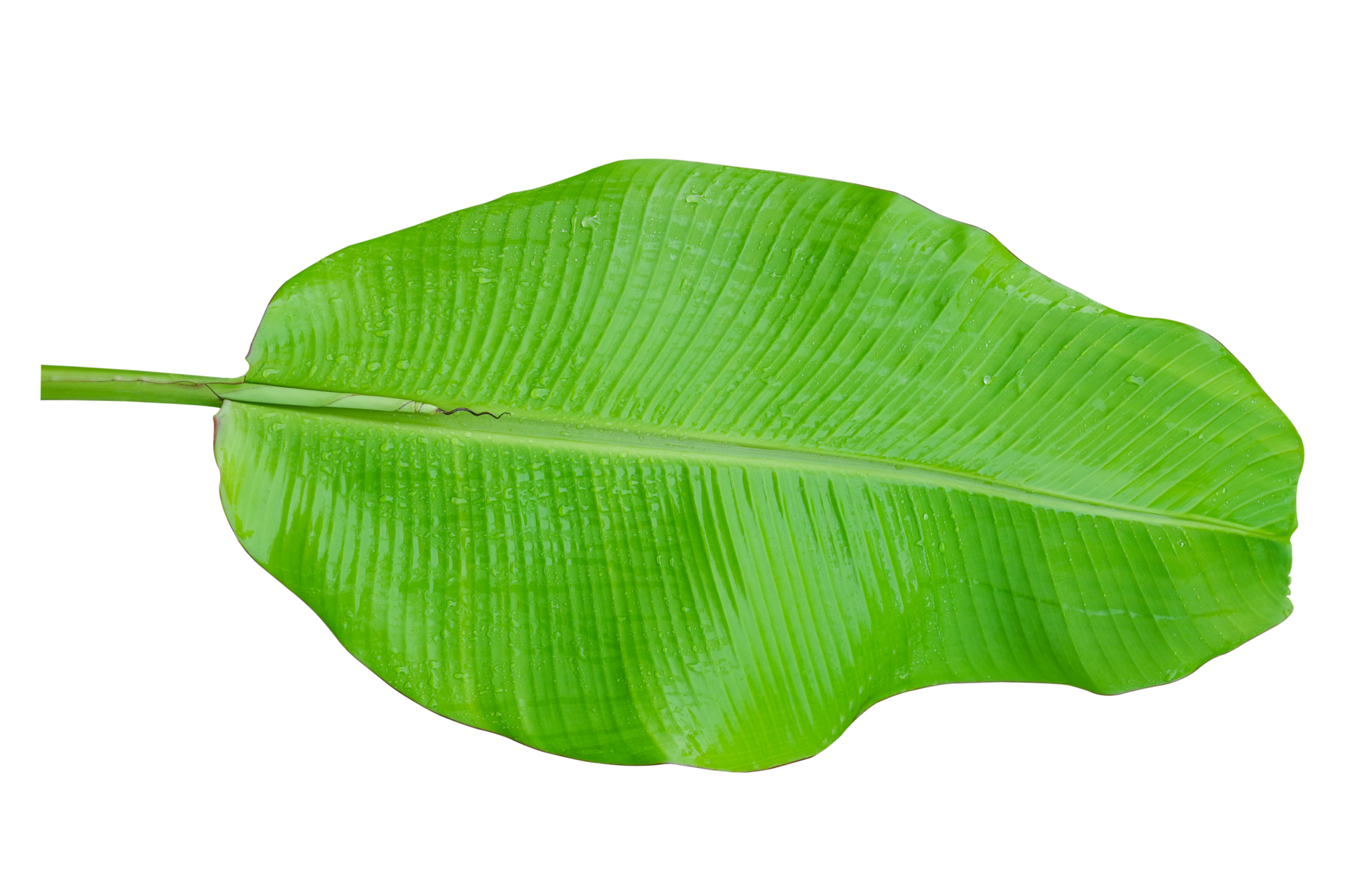 Free Green banana leaf isolated on white background. 10870019 PNG with  Transparent Background