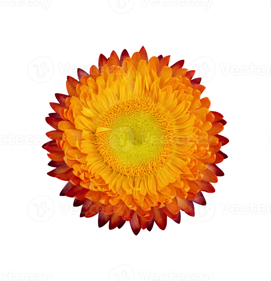 Strawflower, Xerochrysum bracteatum flower isolated png