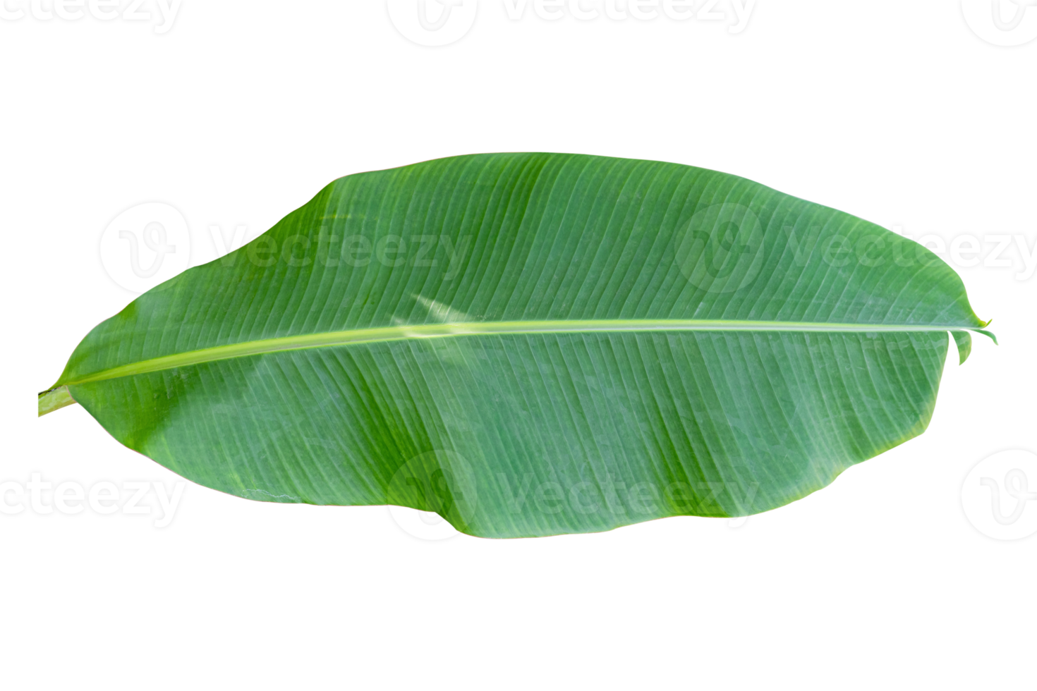 Green banana leaf isolated on white background. png