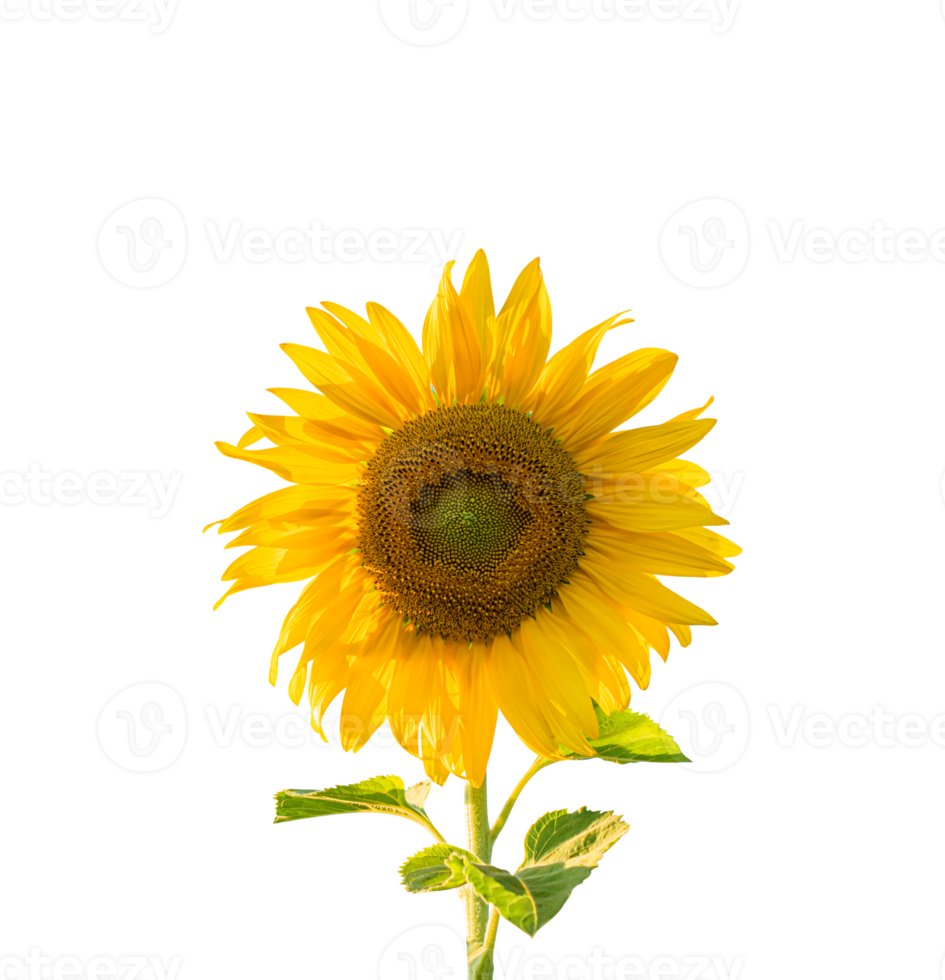 Sunflower with leaf isolated. dicut from real photos png