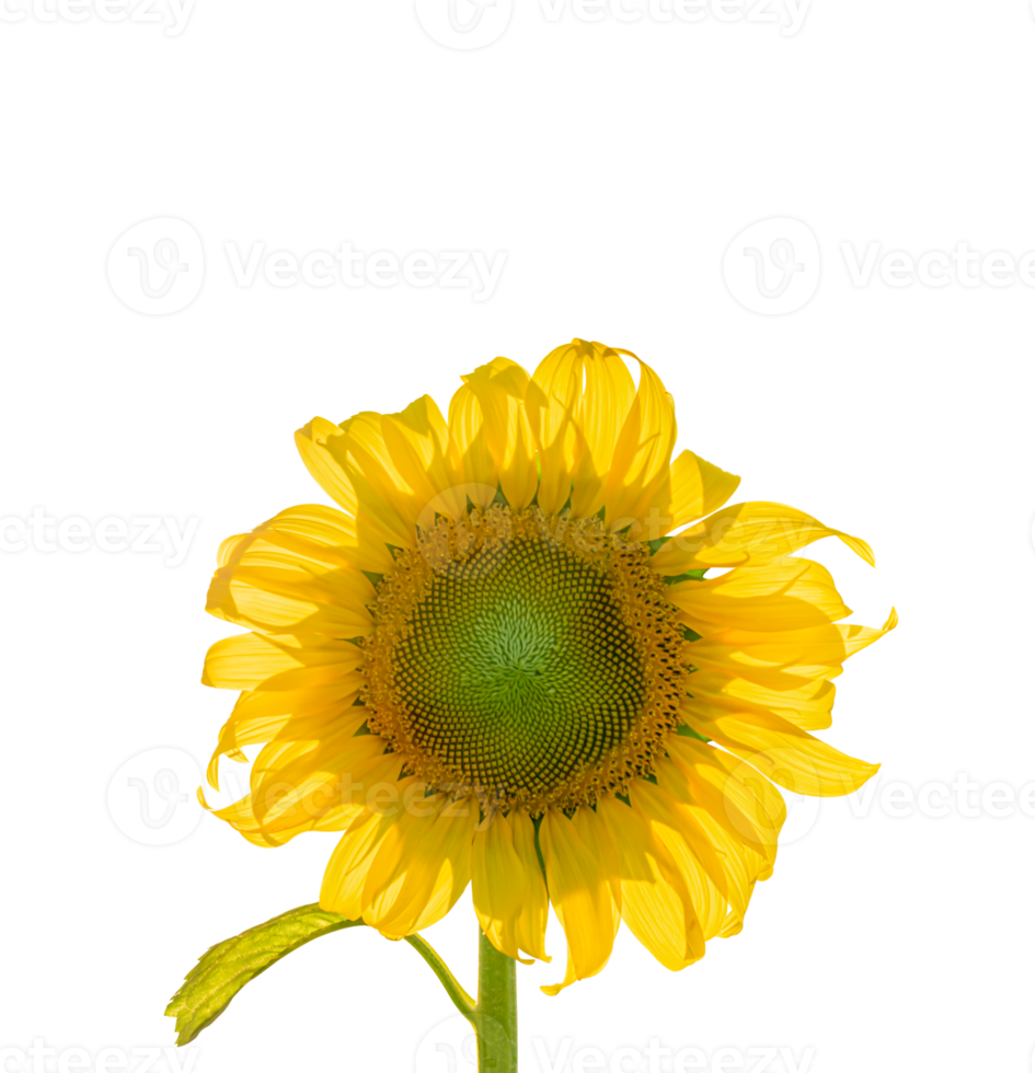 Sunflower with leaf isolated. dicut from real photos png