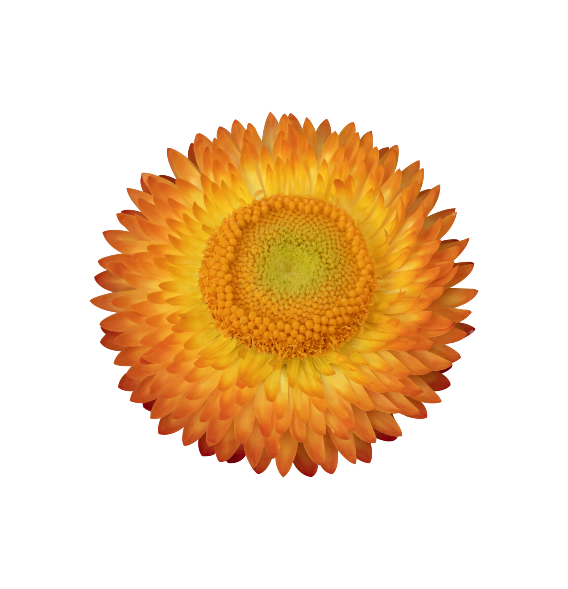 Strawflower, Xerochrysum bracteatum flower isolated 10870043 PNG