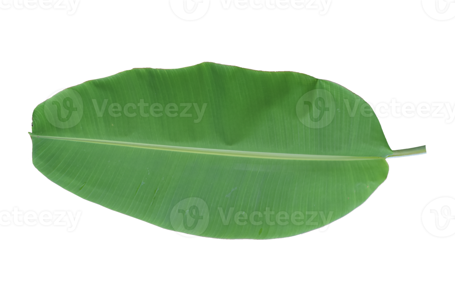 Green banana leaf isolated on white background. png