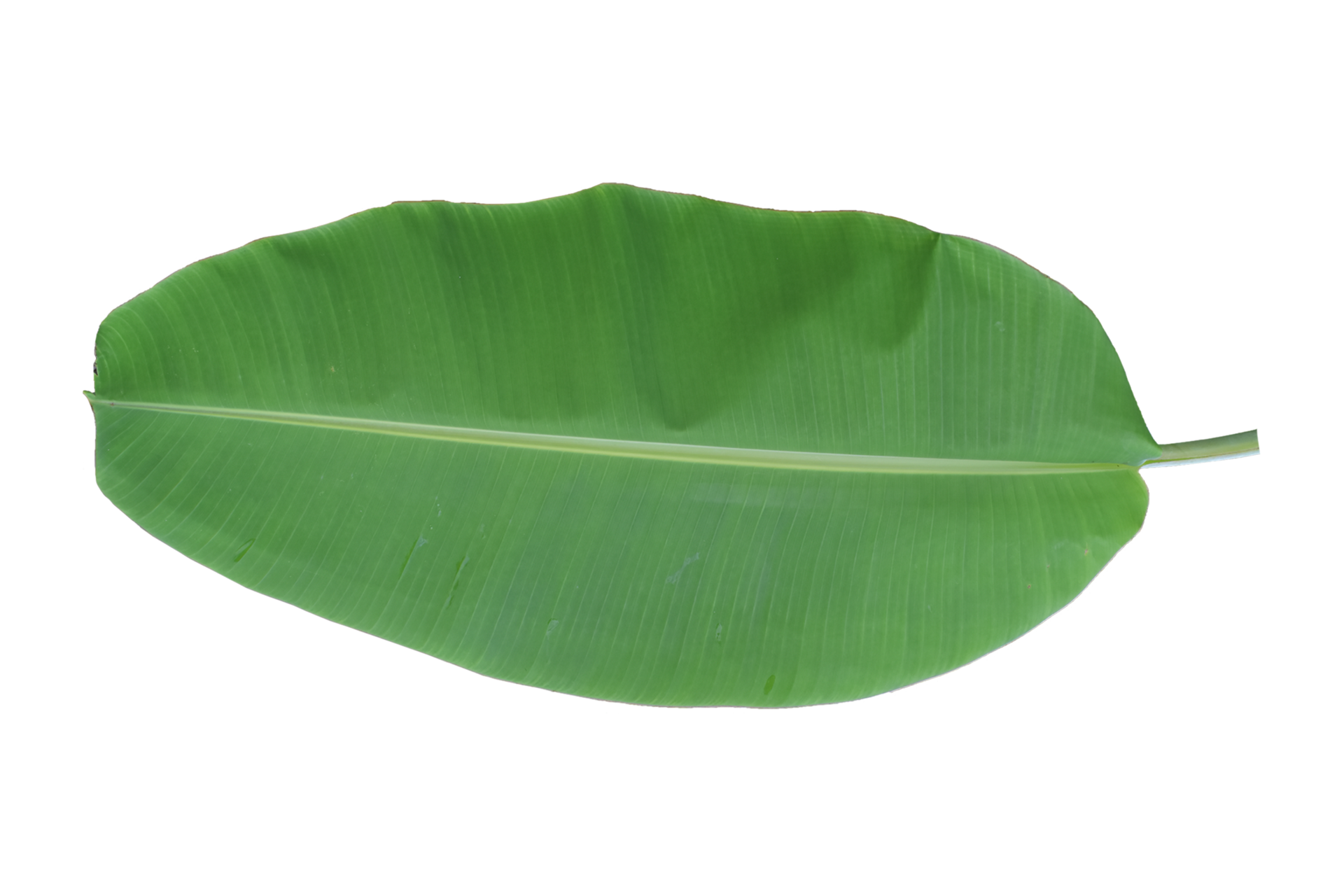 Green banana leaf isolated on white background. 10870048 PNG