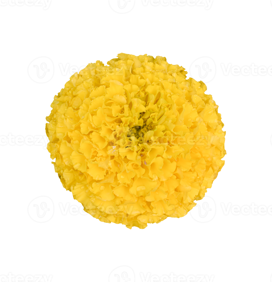 marigold flower isolated. dicut photos png