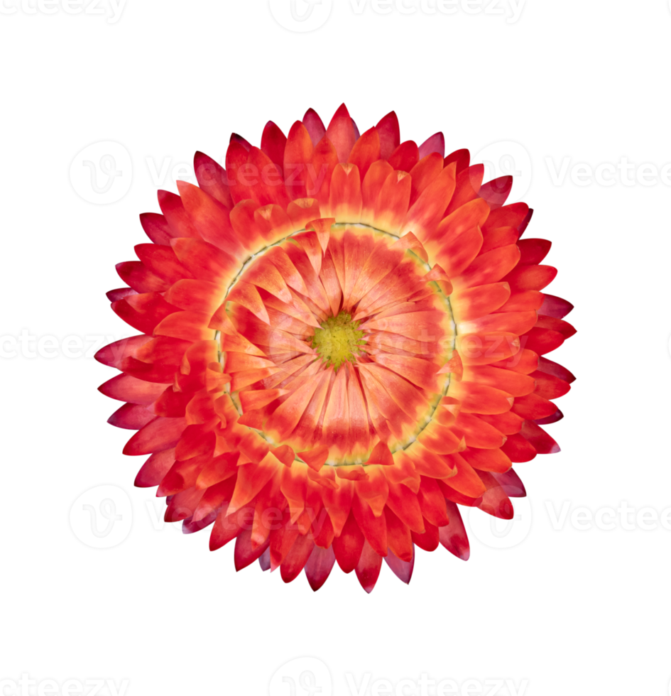 Strawflower, Xerochrysum bracteatum flower isolated png