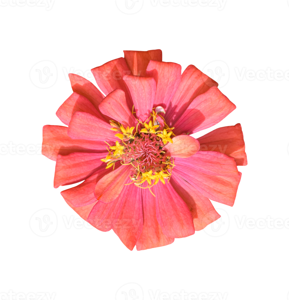 Zinnia-Blume isoliert. dicut Fotos png