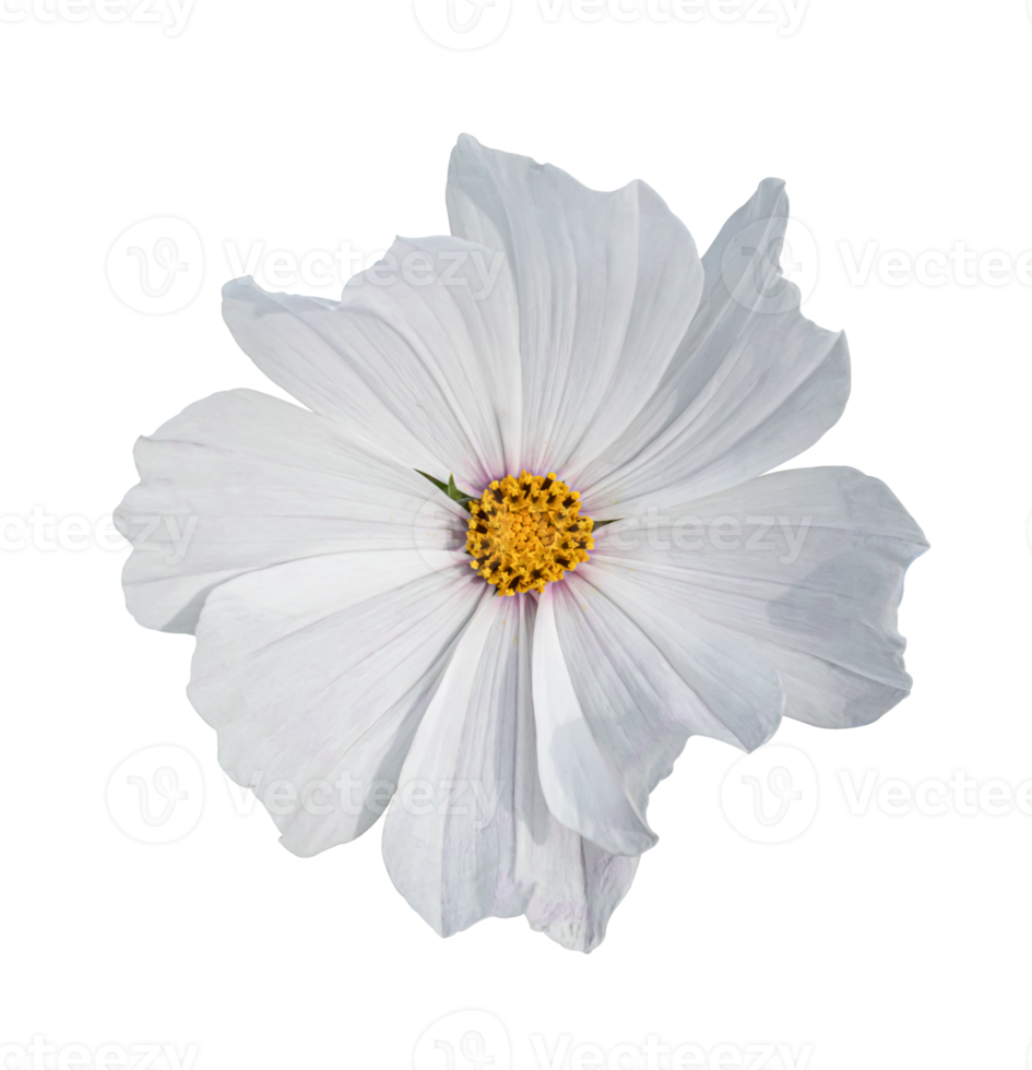 Cosmos flower Isolated on a white background. png