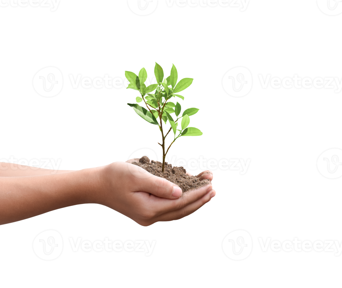 Tree plant in hand isolated. Dicut photos. png