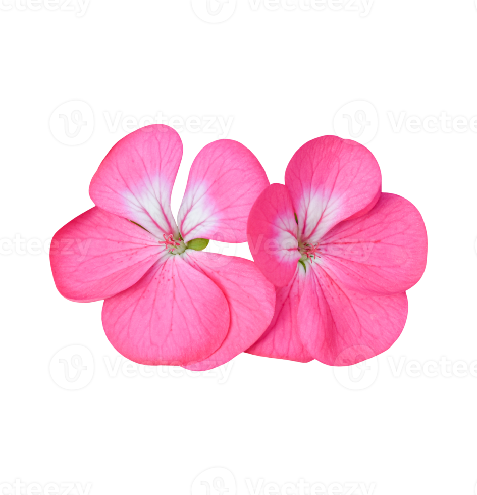 Flower of Geranium isolated. dicut photos png