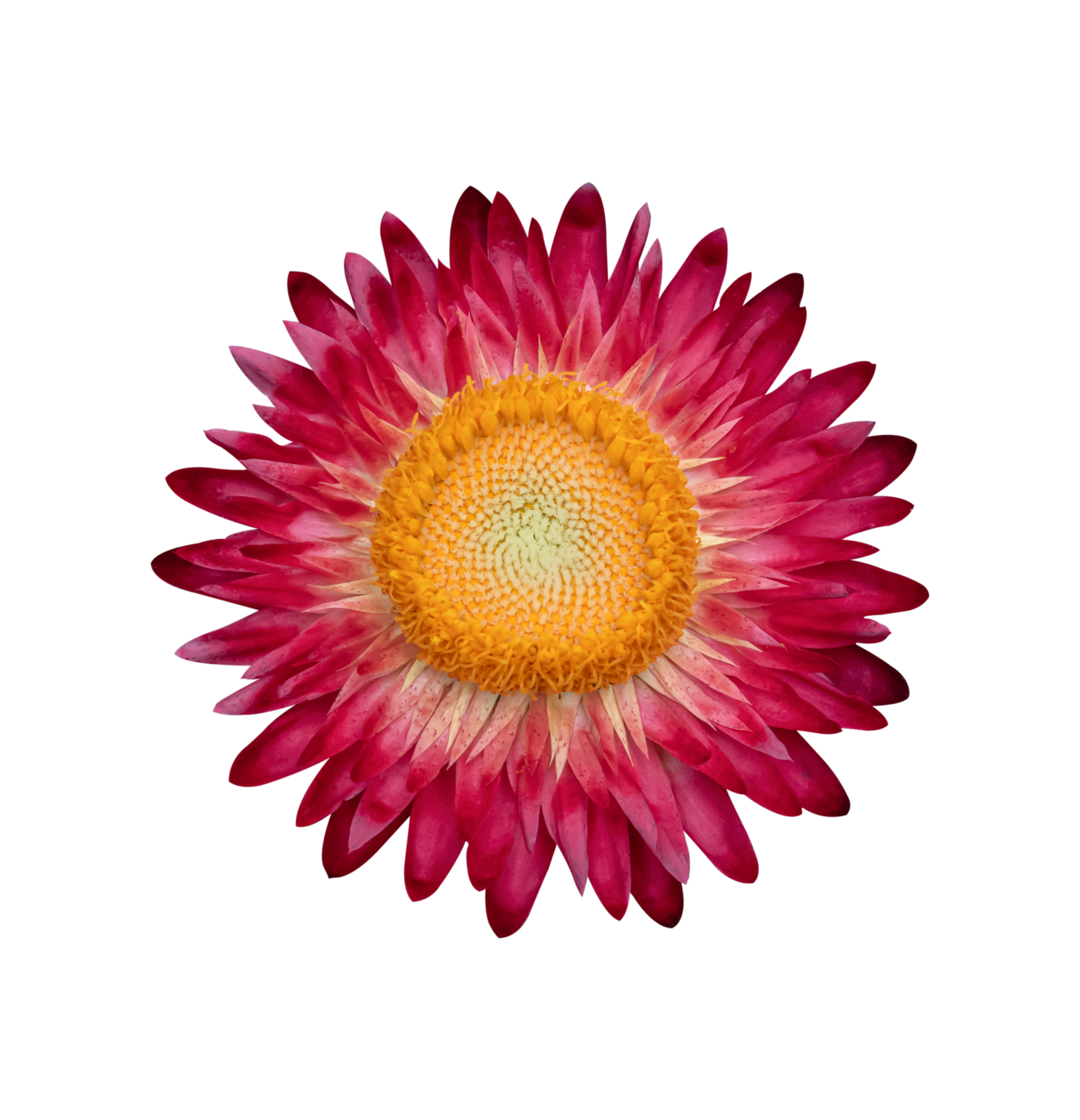 Strawflower, Xerochrysum bracteatum flower isolated 10870067 PNG
