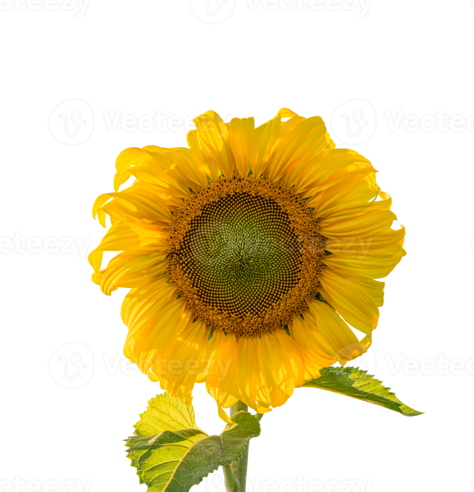 Sunflower with leaf isolated. dicut from real photos png