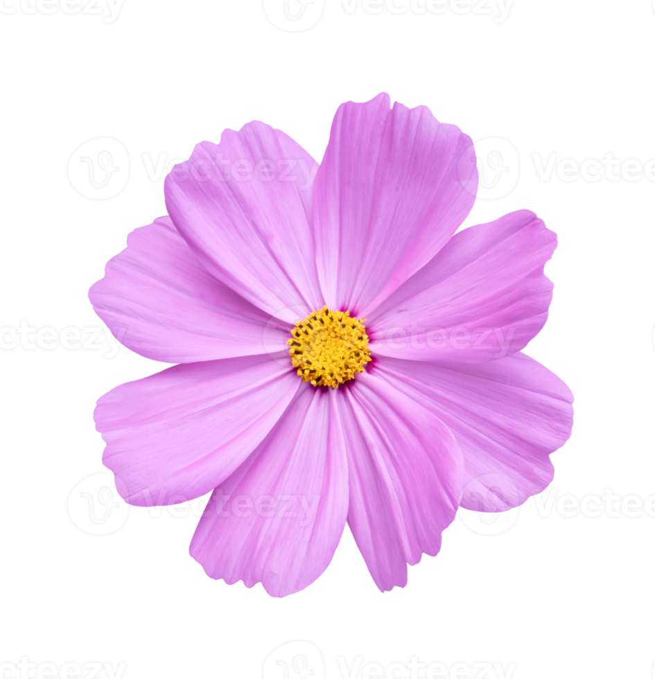 flor del cosmos aislada en un fondo blanco. png