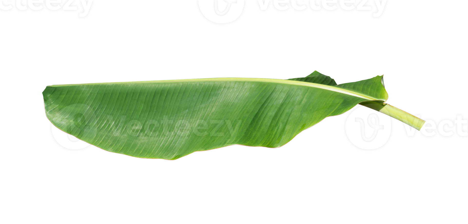 groen banaan blad geïsoleerd Aan wit achtergrond. png