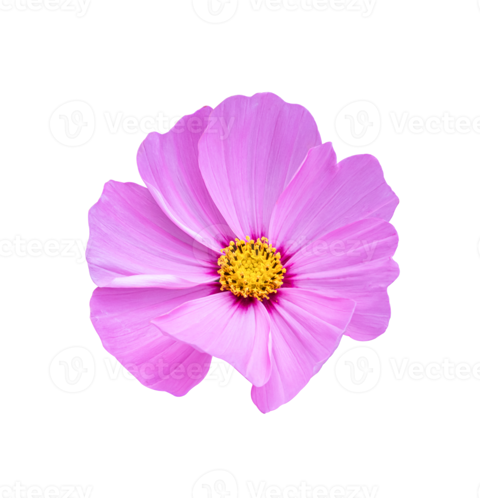 Cosmos flower Isolated on a white background. png