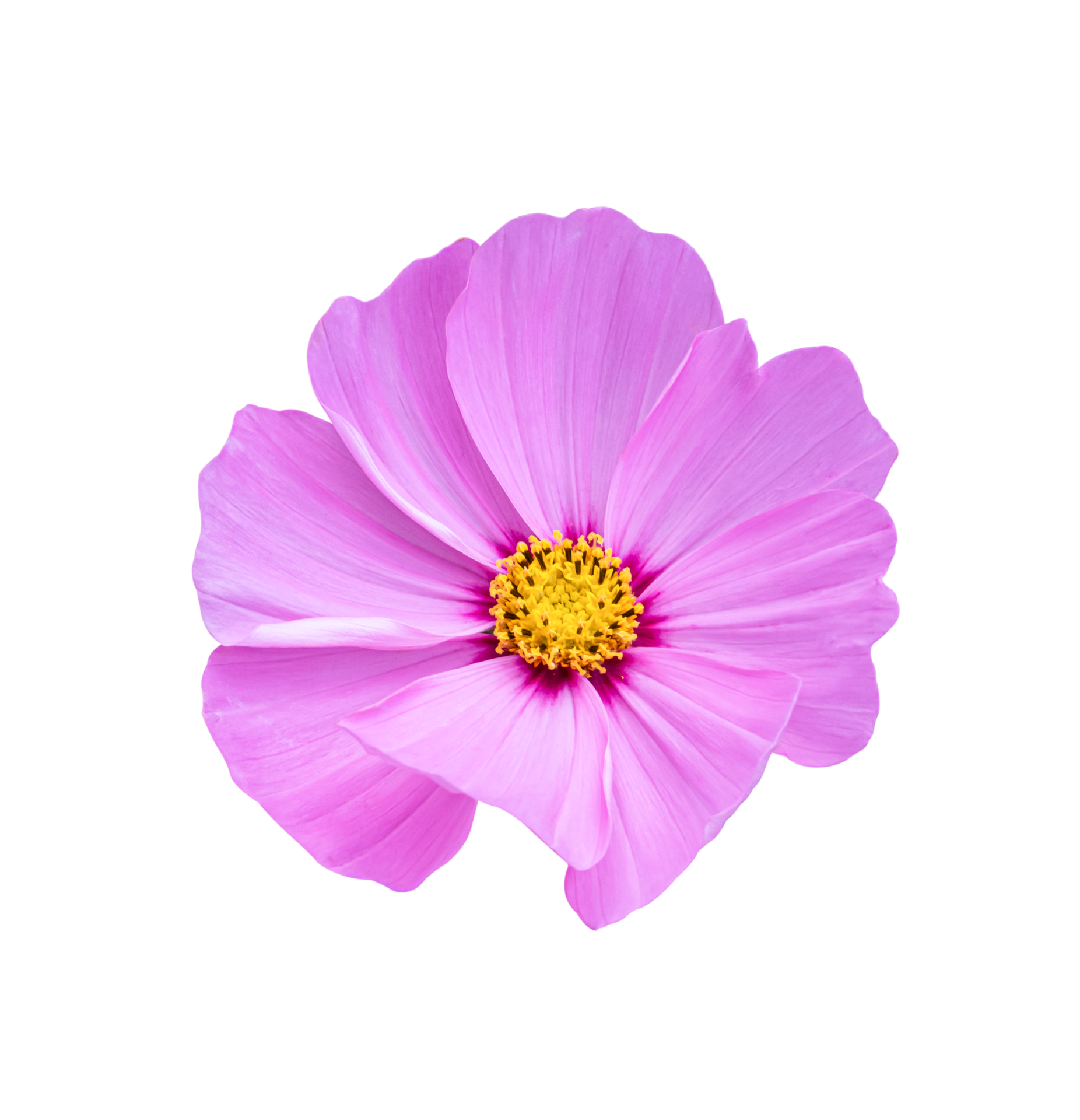 Cosmos flower Isolated on a white background. 10870308 PNG