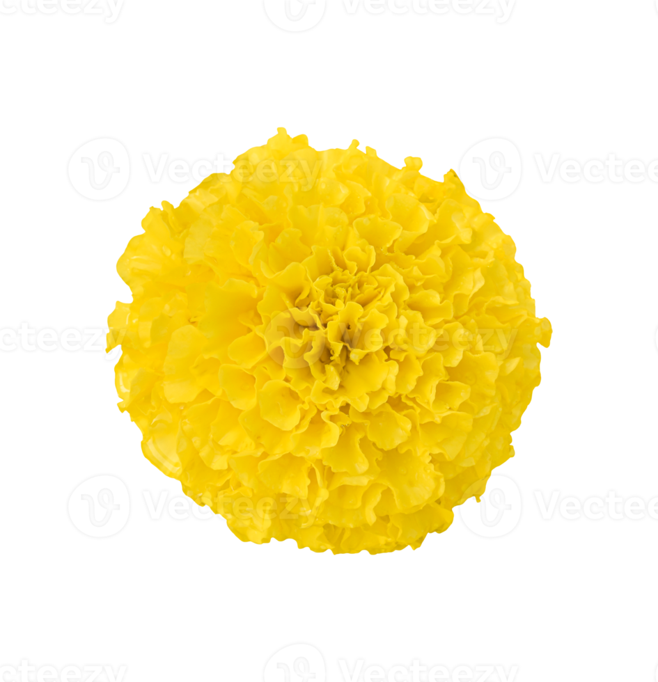 marigold flower isolated. dicut photos png