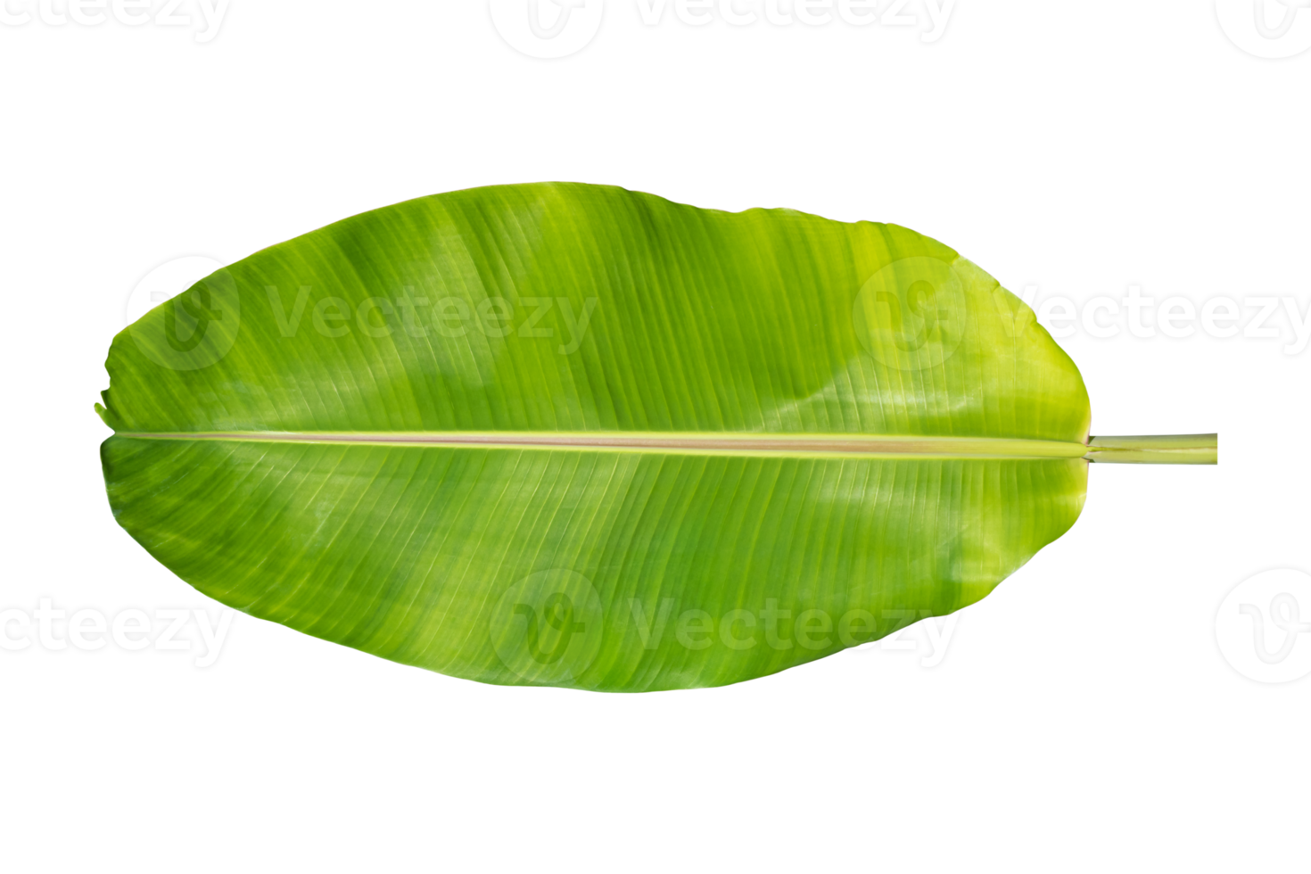 folha de bananeira verde isolada no fundo branco. 10870394 PNG