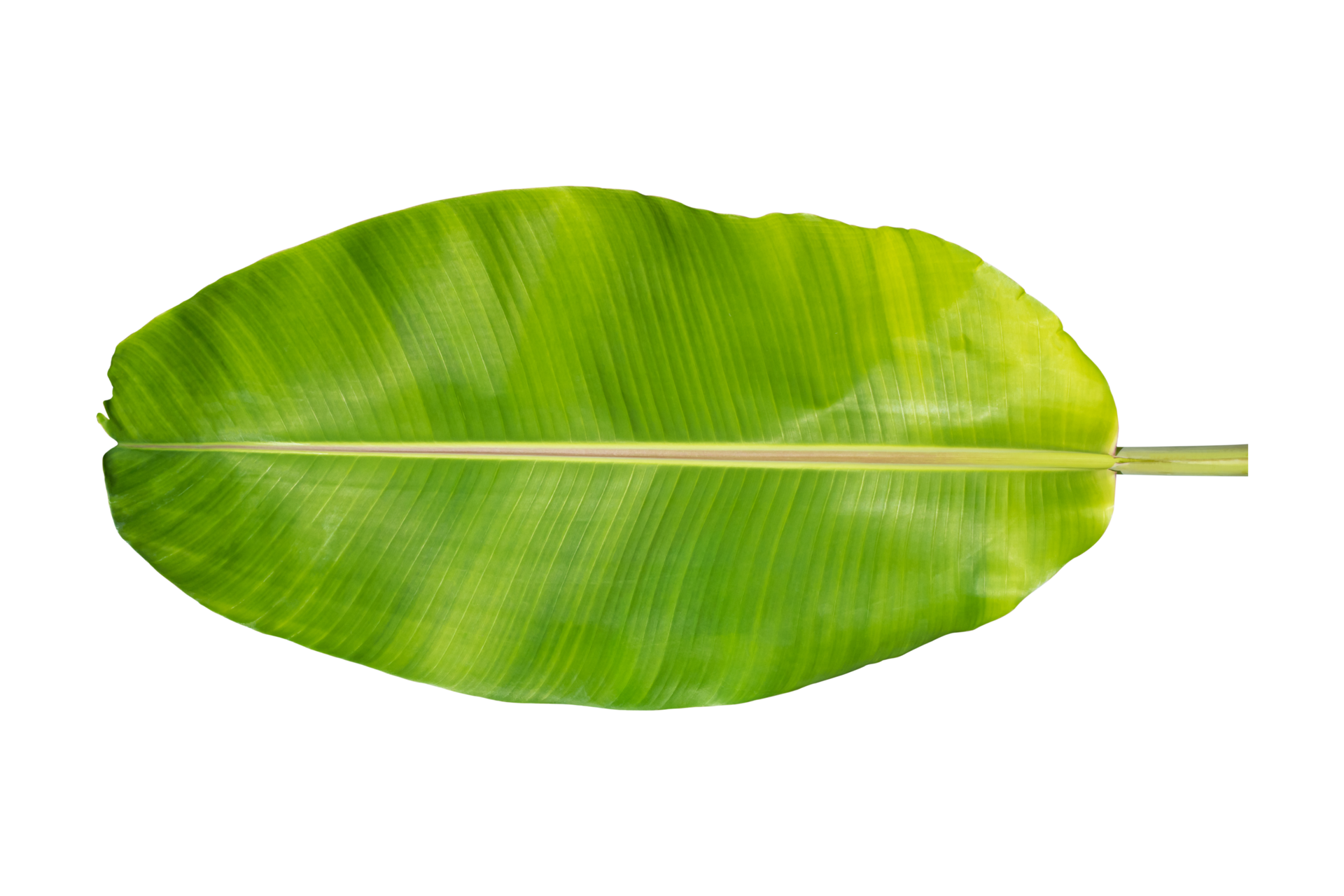 Free Green banana leaf isolated on white background. 10870394 PNG with  Transparent Background