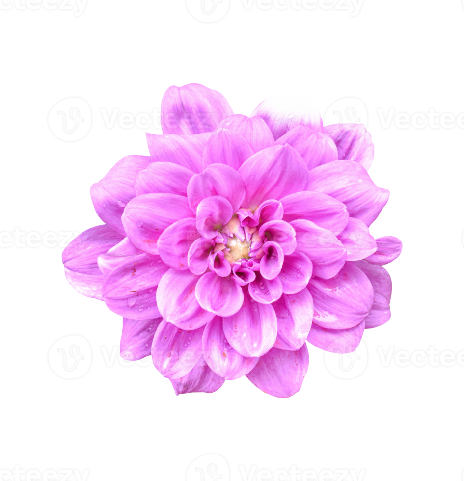 Beautiful Dahlia flower isolated. dicut photos png