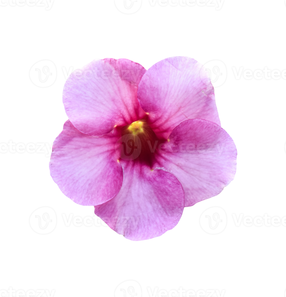 Pink flower, Allamanda Cathartica isolated. dicut real photo png