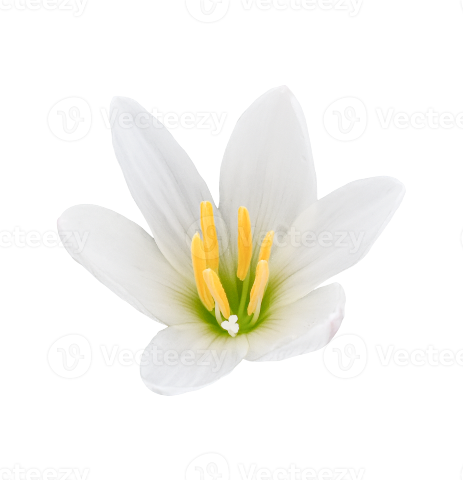 fleur de crocus isolée. dicut vraie photo png