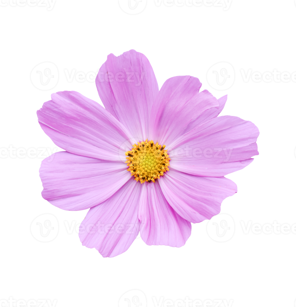 flor do cosmos isolada em um fundo branco. png