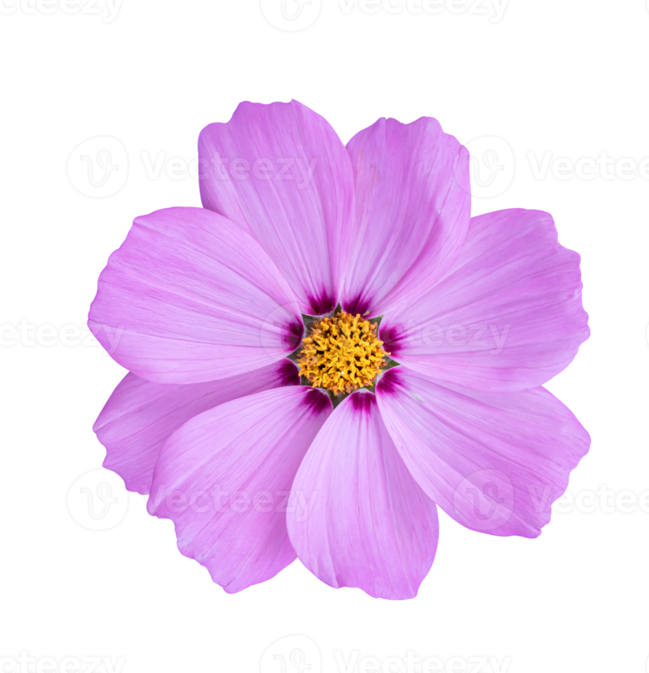 flor do cosmos isolada em um fundo branco. png