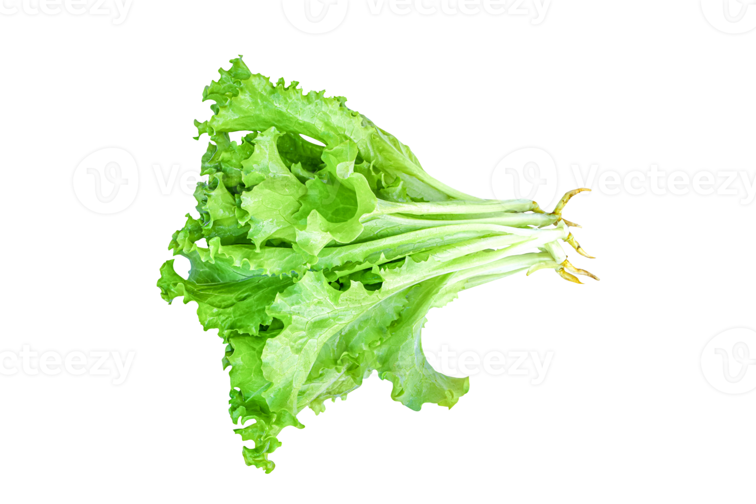 Green lettuce leaves, salad isolated png