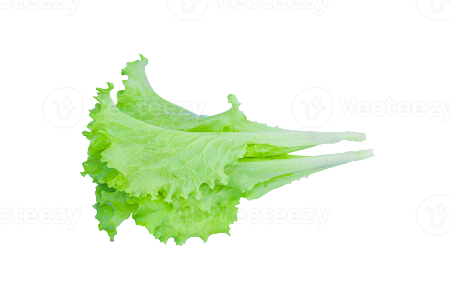 Green lettuce leaves, salad isolated png