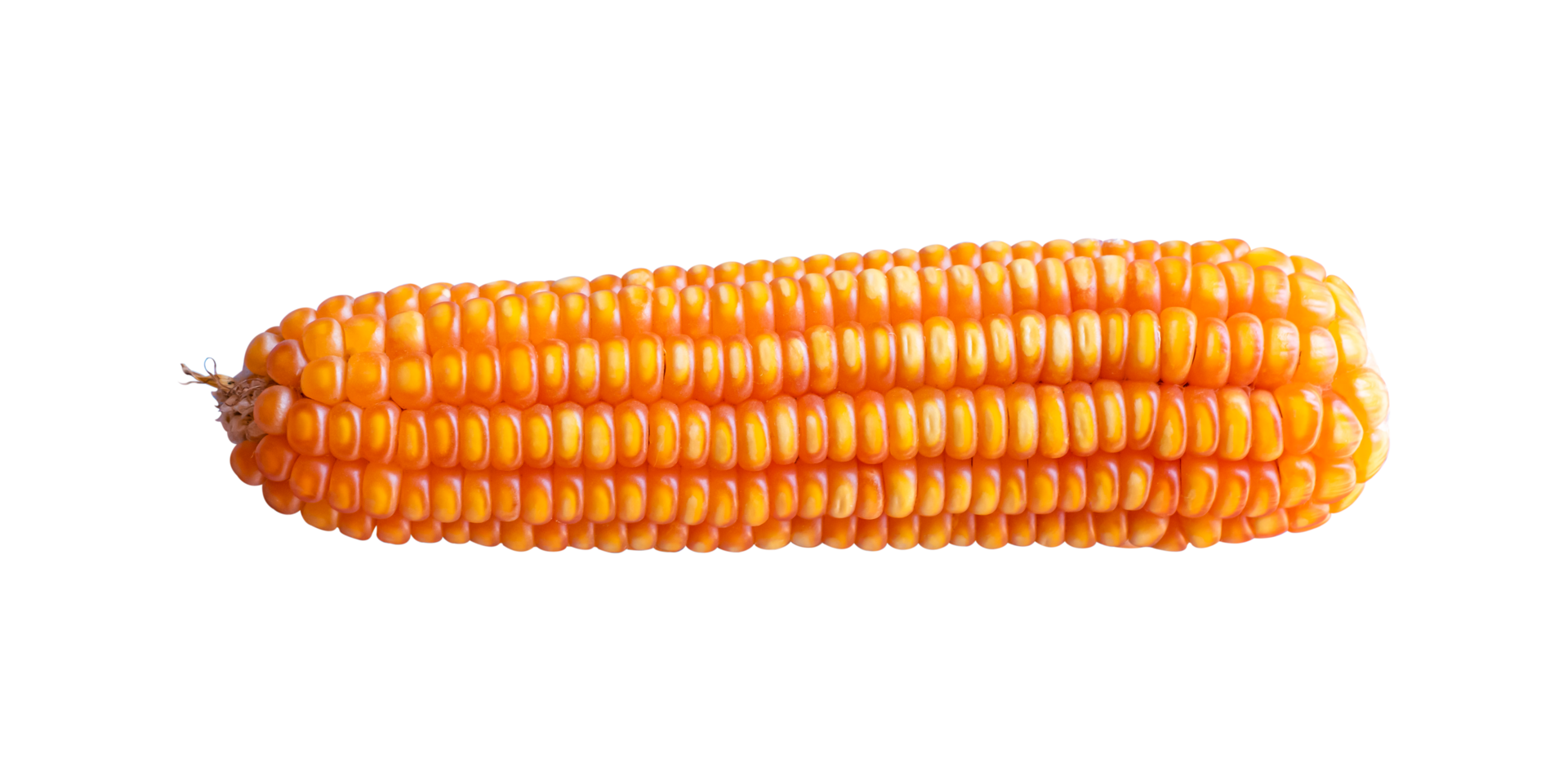 Dry corn ears isolated over white 10870475 PNG