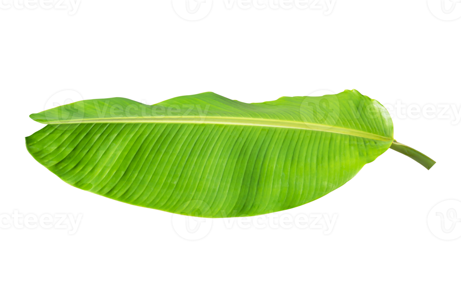 Green banana leaf isolated on white background. png