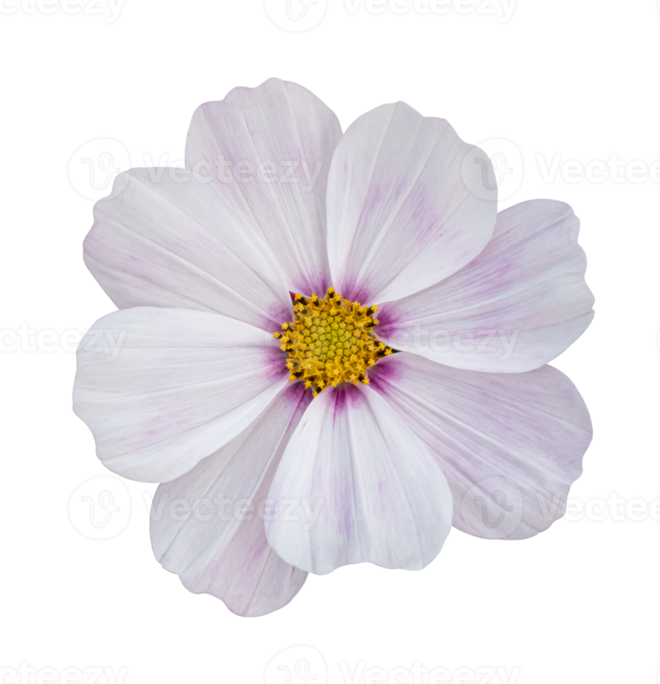 flor do cosmos isolada em um fundo branco. png