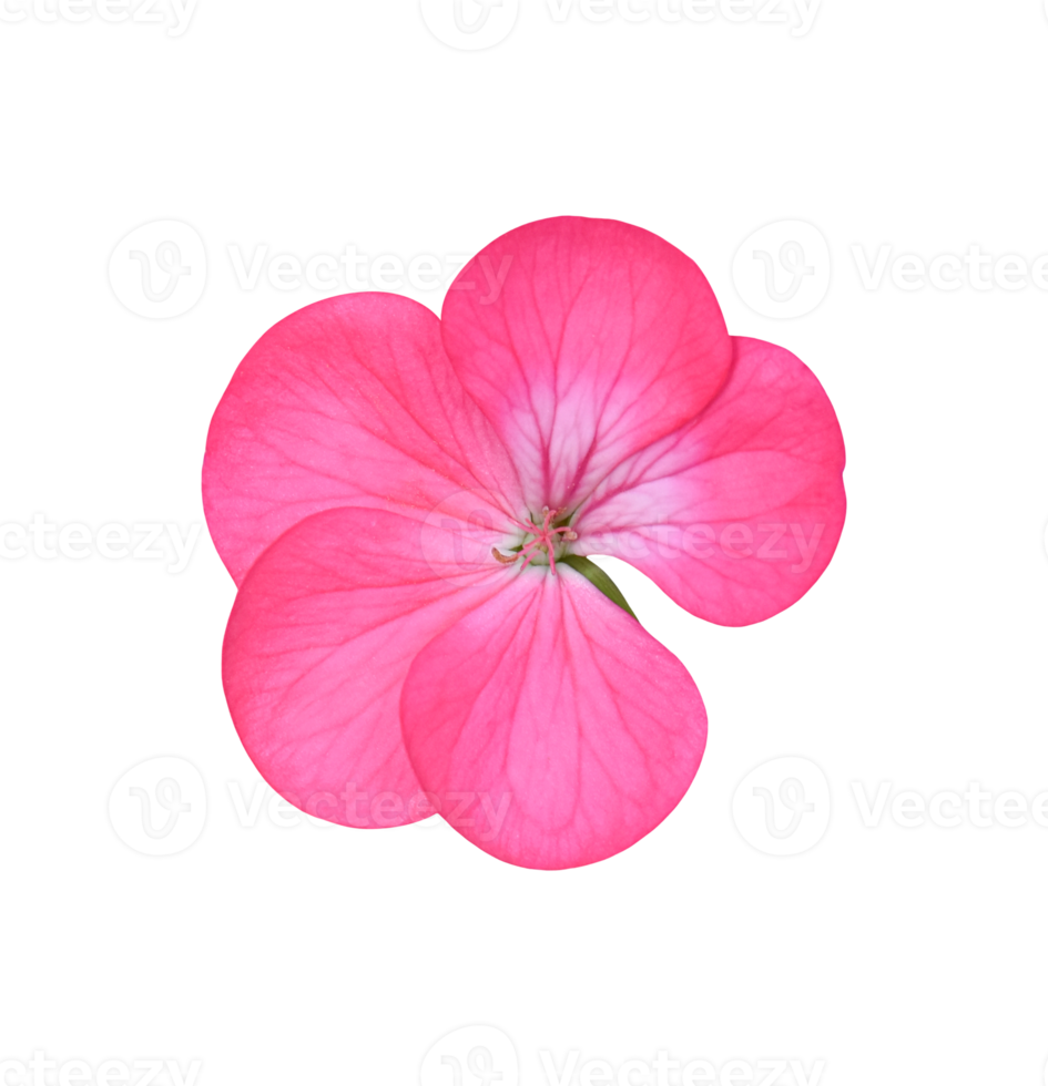 bloem van geranium geïsoleerd. dicut foto's png