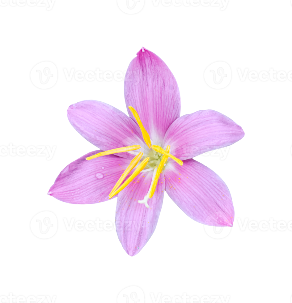 Crocus flower isolated. dicut real photo png