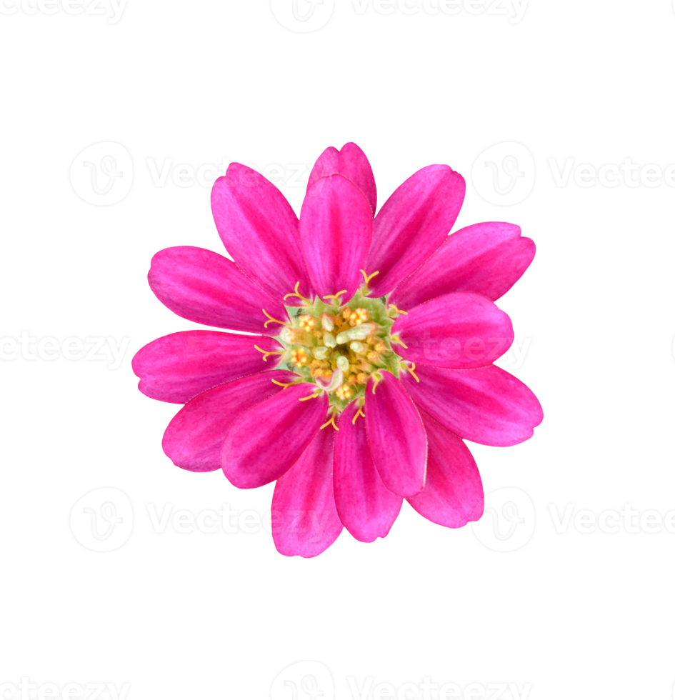 Zinnia elegans flower isolated. dicut real photo png
