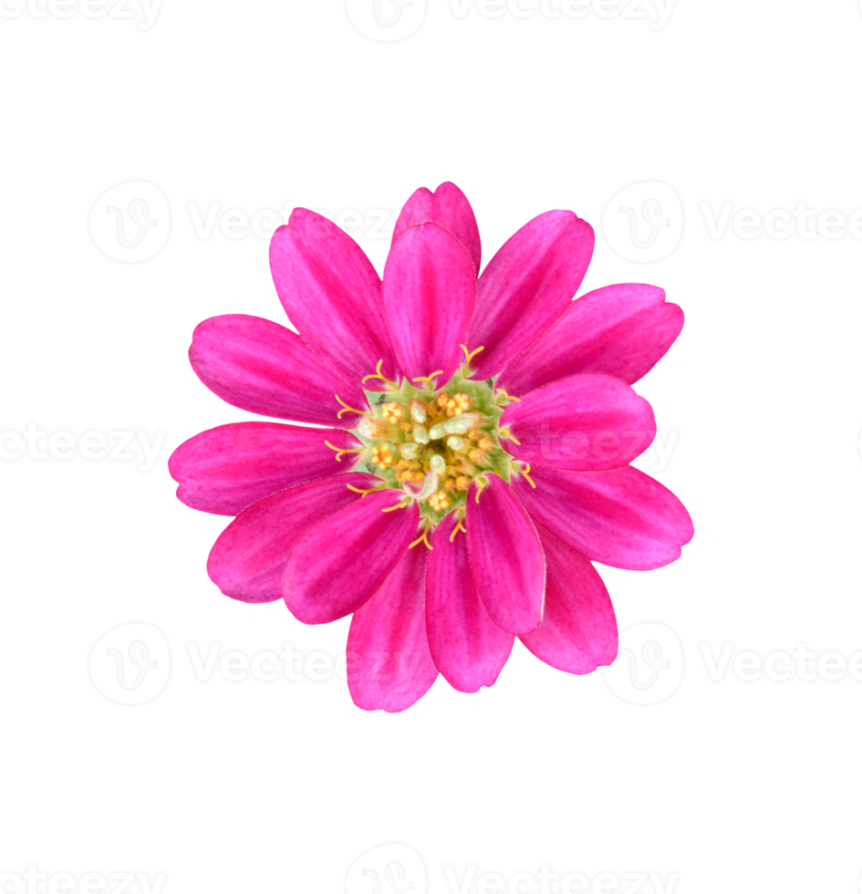 flor de zinnia elegans aislada. dicut foto real png