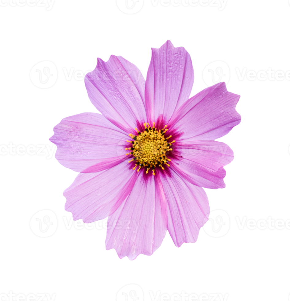 flor do cosmos isolada em um fundo branco. png