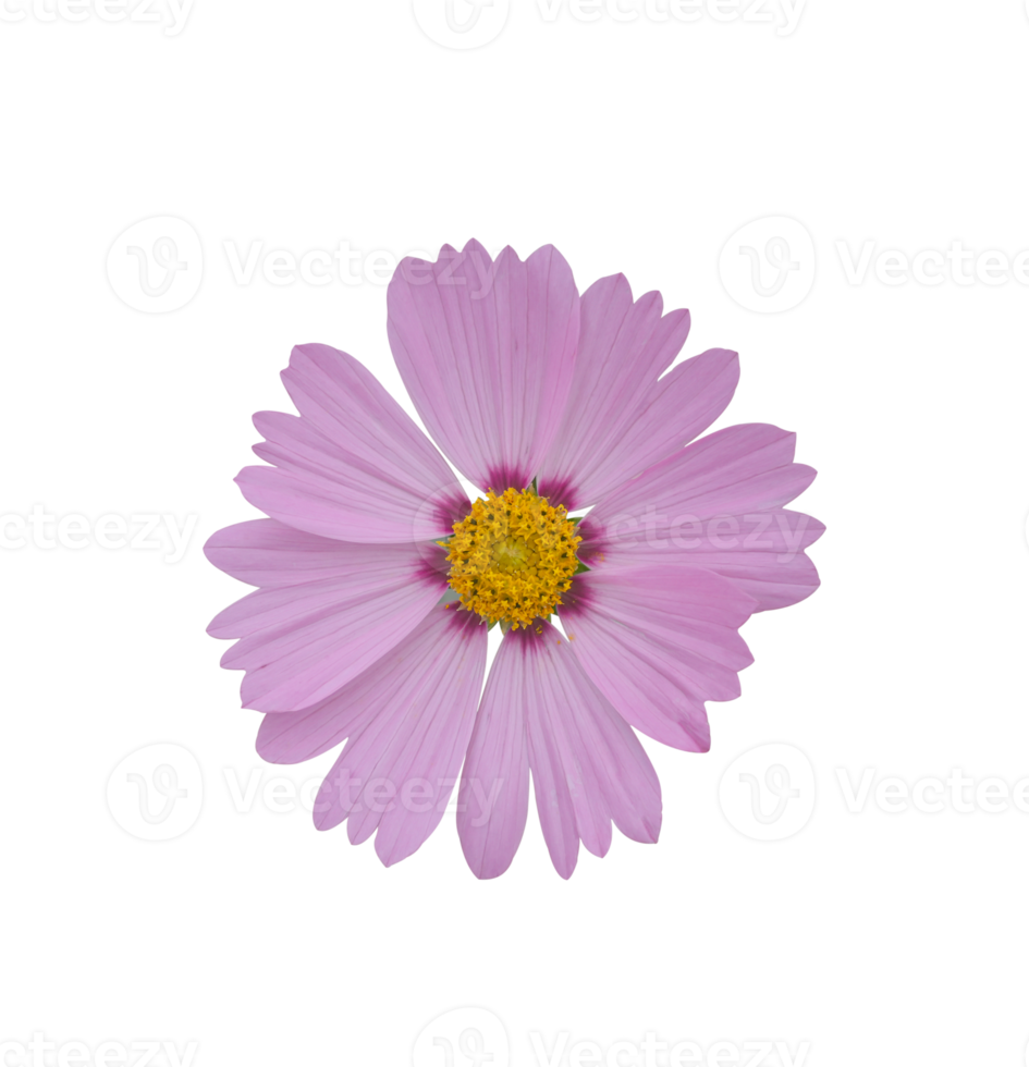 flor del cosmos aislada en un fondo blanco. png