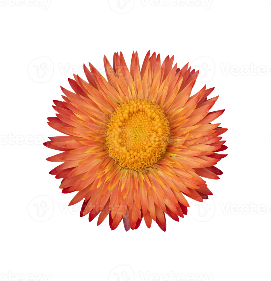 flor de paja, xerochrysum bracteatum flor aislada png