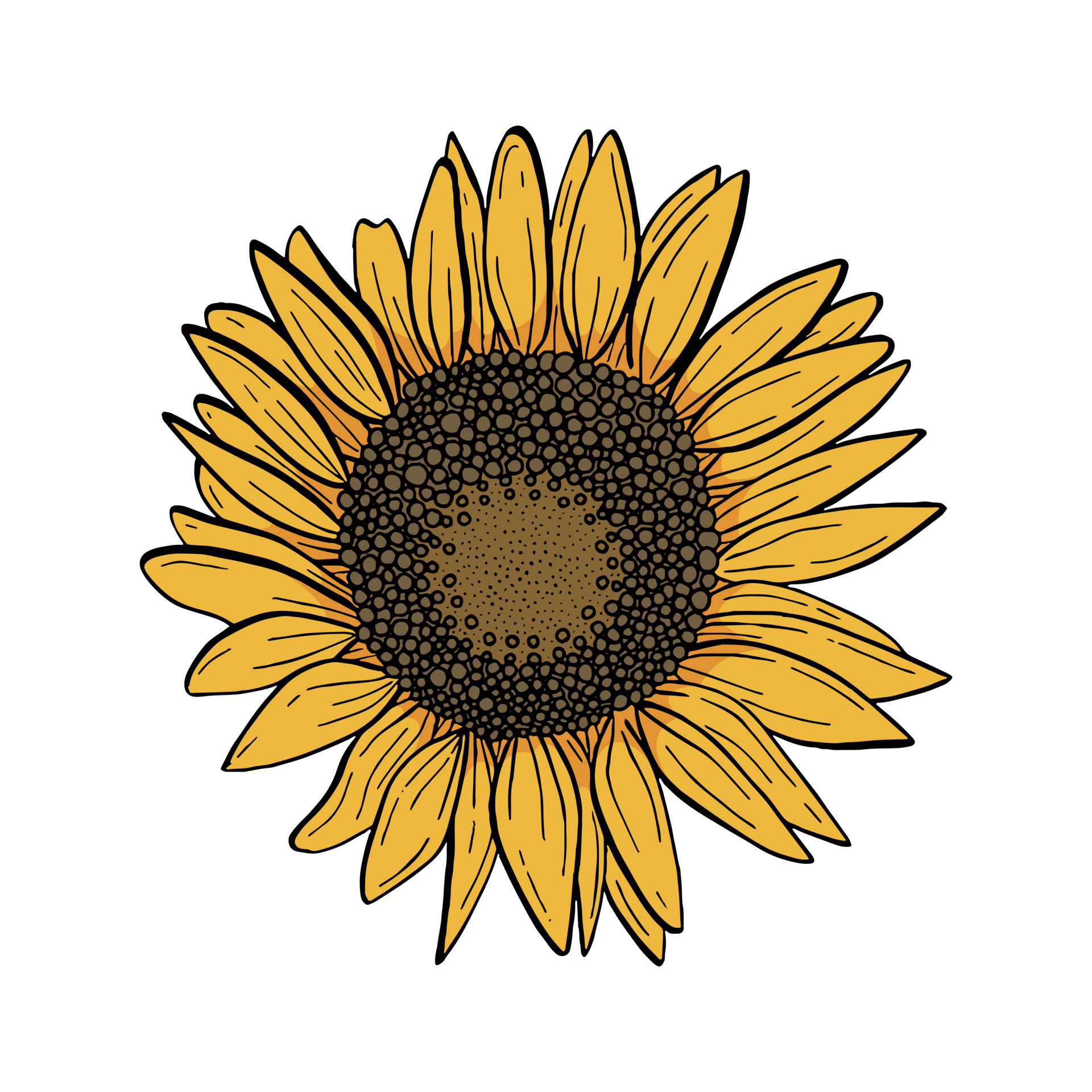 Black line sunflower. Yellow petals and brown seeds. Raster png