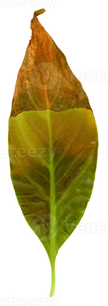 brown leaves caused by under watering, sunburn or overwatering t png