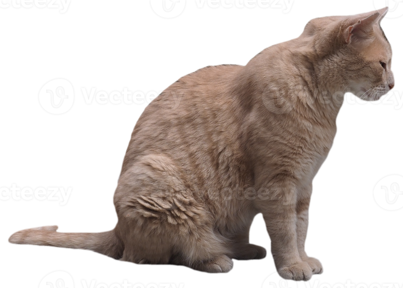 orange tabby cat transparent PNG