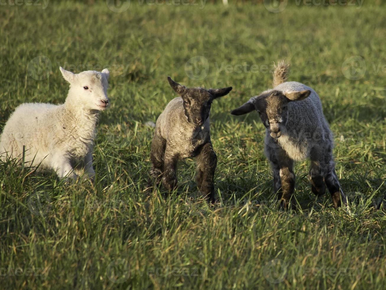 Sheeps in westphalia photo