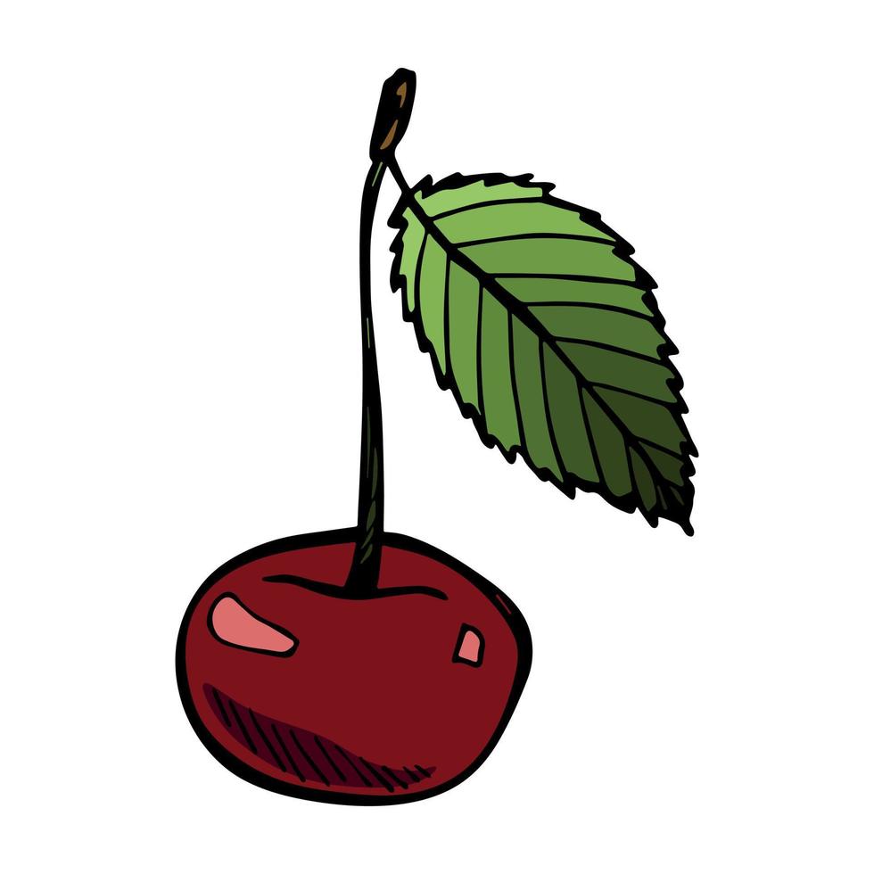 Vector cherry clipart. Hand drawn berry icon. Fruit illustration