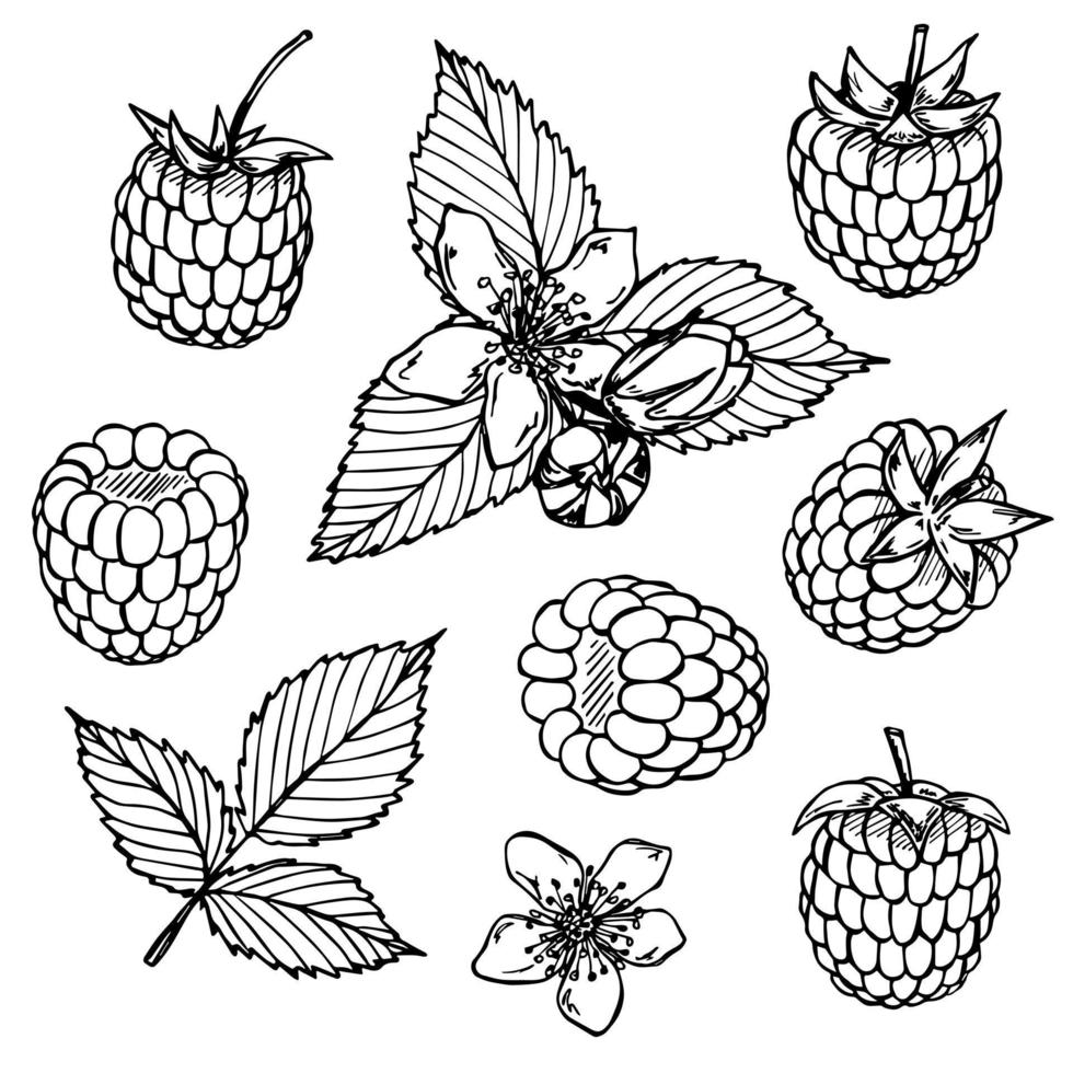Vector set of raspberry or blackberry clipart. Hand drawn berry icon. Fruit illustration. For print, web, design, decor, logo.