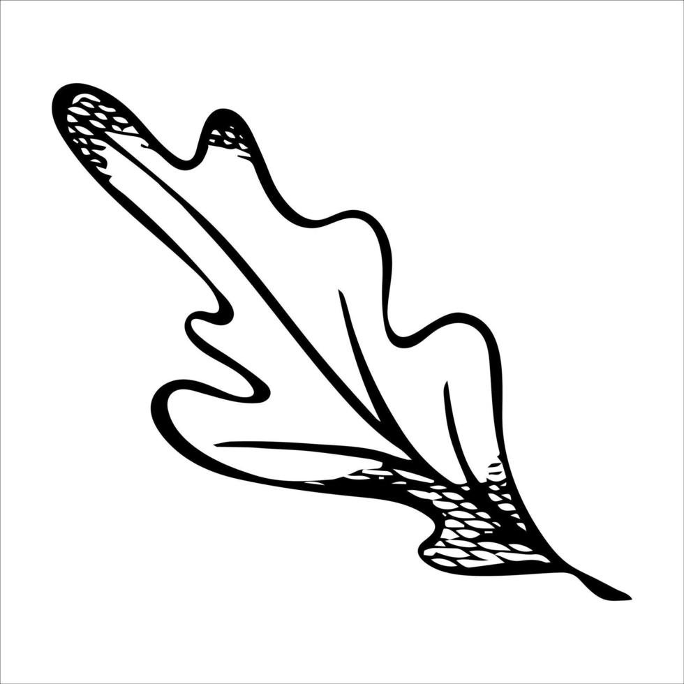 Vector hand drawn oak leaf. Autumn illustration. Detailed botanical clipart.